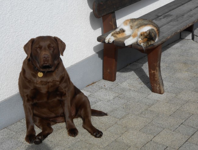 Katze und Hund beim Sonnenbaden