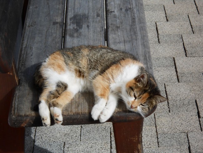 Katzen zum Streicheln