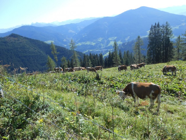 Rinder auf der Alm